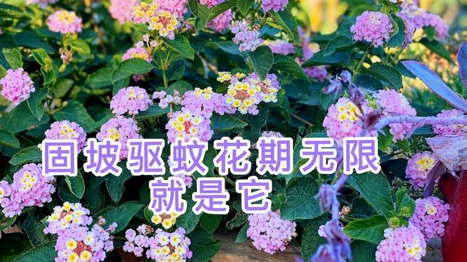 闲置鲜花的共享玩法