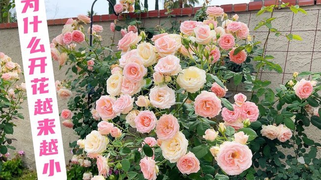 花呗怎么提现出来 怎么用不了