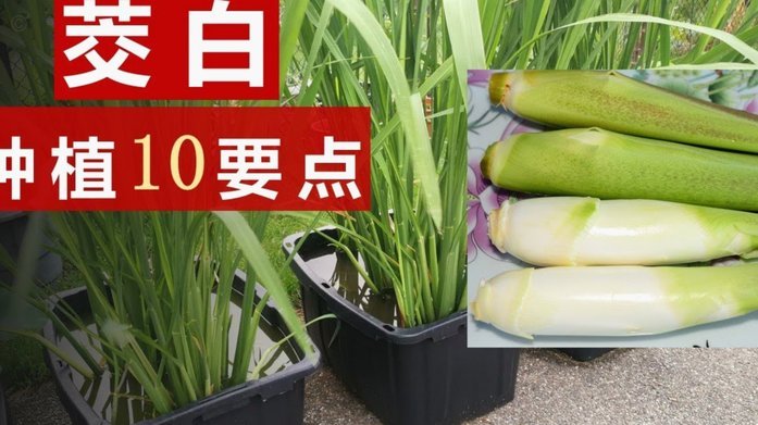 京东白条怎么套现金
