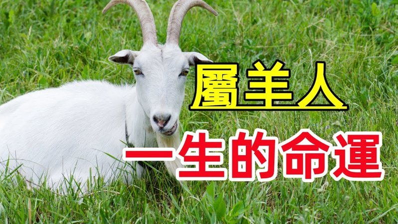 羊小咩怎么刷出来