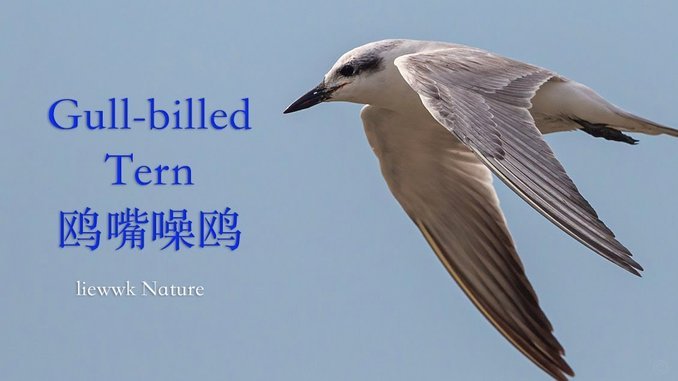 海鸥花呗平台 套现怎么样