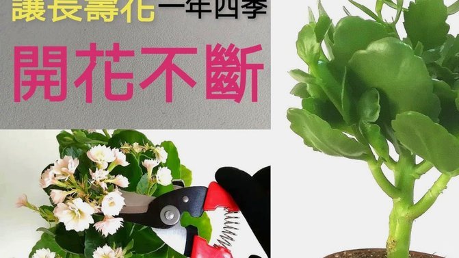 拿去花怎么取出来