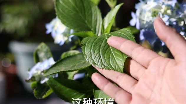 拿去花现在可以怎么套