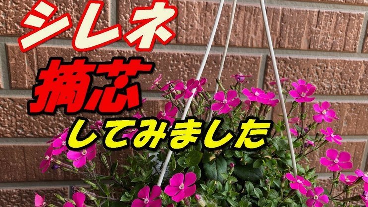 花呗取现商家