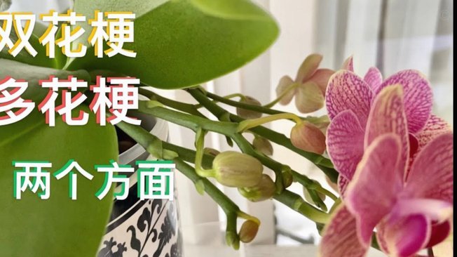 秒花花贷受害者，退款还有