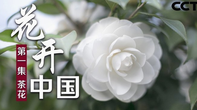 花呗套现2000会被查出来吗？