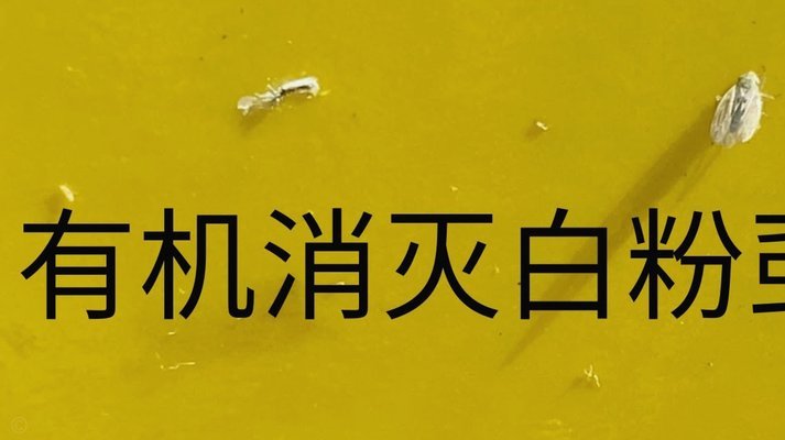得物用支付宝还是微信支付好？安全与便捷性详细对比