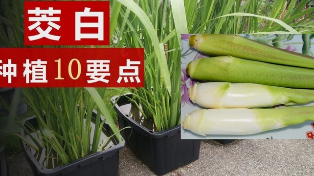 京东白条套买全攻略