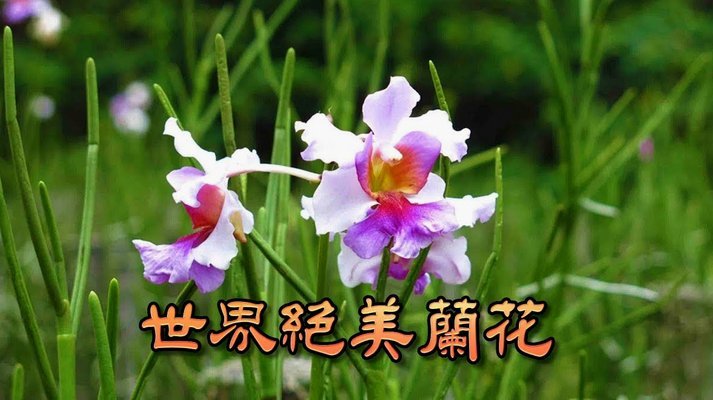拿去花的取现额度是假的么